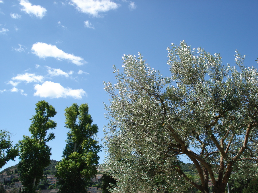 gal/2007-06 photos Vaison/DSC01674.JPG